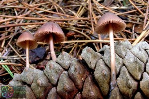 Zeedenmycena Noorderbos.jpg